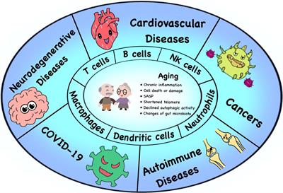 Immunosenescence, aging and successful aging